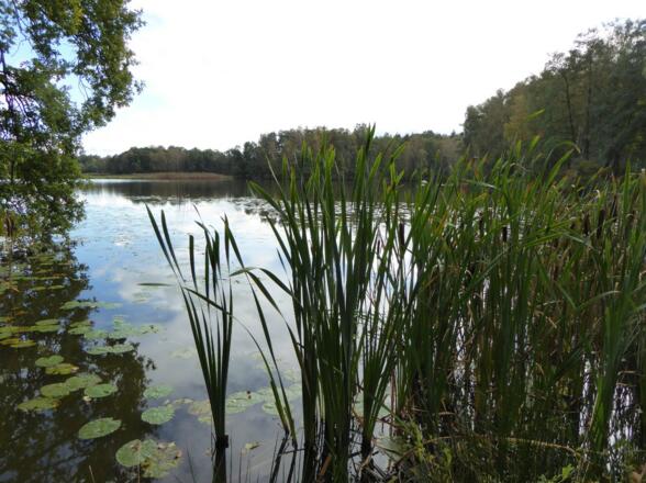 Charlottenhofer Weihergebiet - Rothweiher