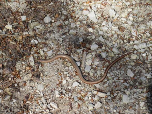 während einer Wanderung gesehen: tut nichts!
