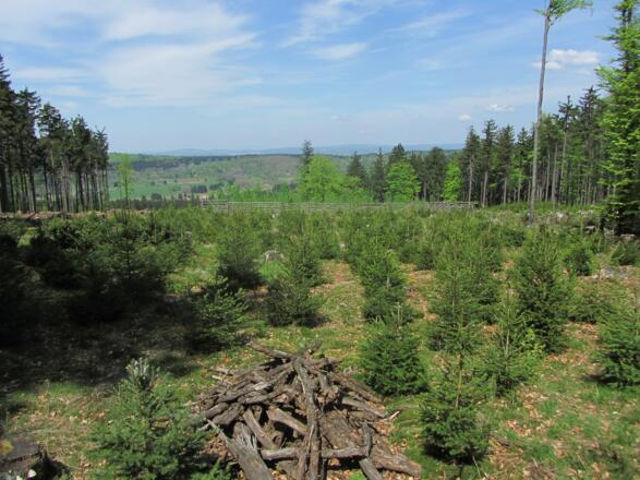 Das Grenzgebiet wird aufgeforstet