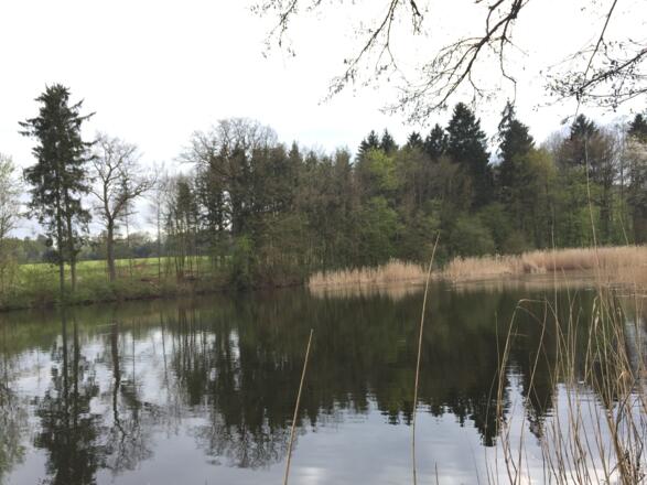 Fischteiche im Callenberger Forst