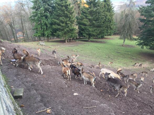 Tiergehege am Schloss Callenberg