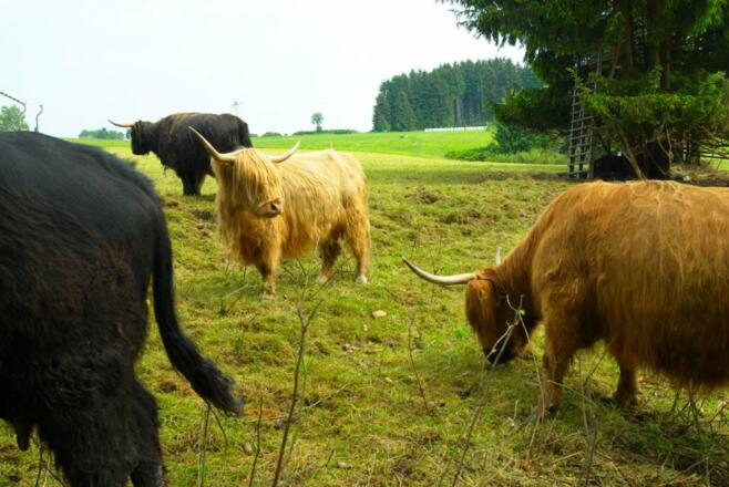 Schottische Hochlandrinder in der fränk. Rennsteigregion