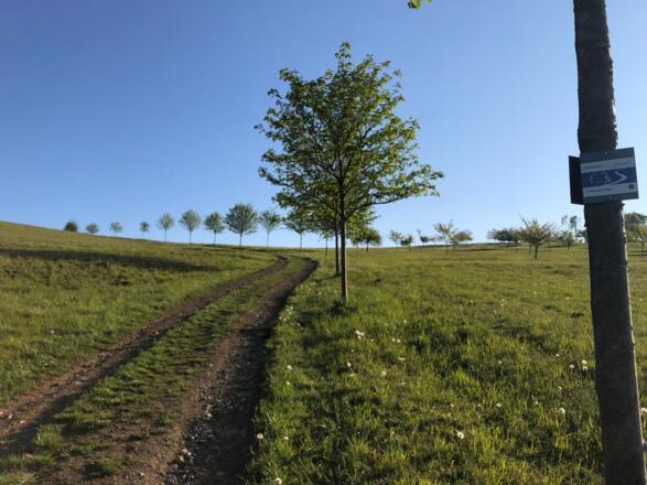 Wiesenweg von Geroldsgrün nach Steinbach