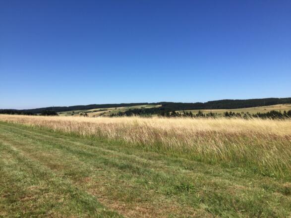 Auf den Frankenwald-Höhen bei Steinbach am Wald