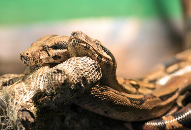 Nautiland Schauaquarium Sonneberg | Schlangen