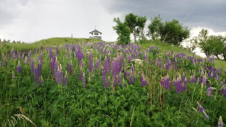 Blumenpracht am Langesbühl