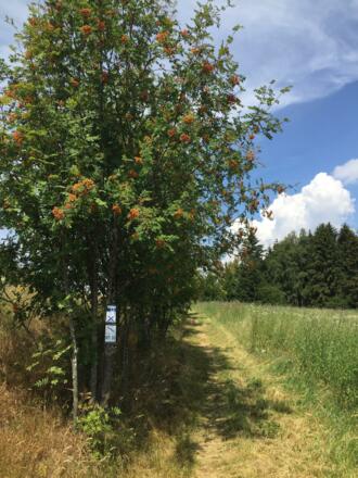 Markierungszeichen am Weg