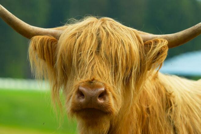 Schottische Hochlandrinder
