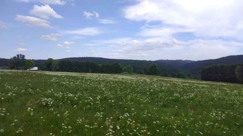 Bärwurzwiesen bei Nordhalben