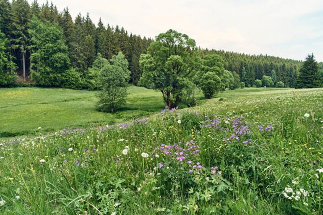 Wiesengrund an der Bastelsmühle