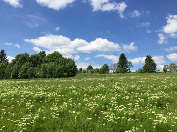 Bärwurzwiesen bei Nordhalben