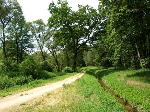 Weg bei den Krugsweihern