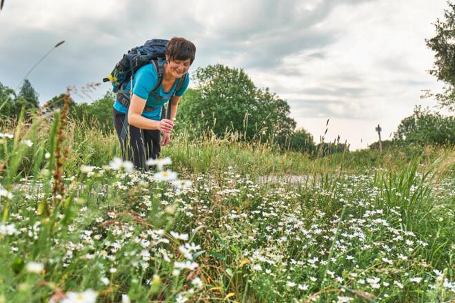 Blumenpracht am Wegesrand