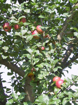 Äpfel bei Gustenfelden