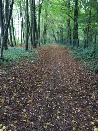 Im Röthenbacher Holz