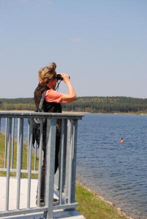 Vögelbeobachtung am Rothsee