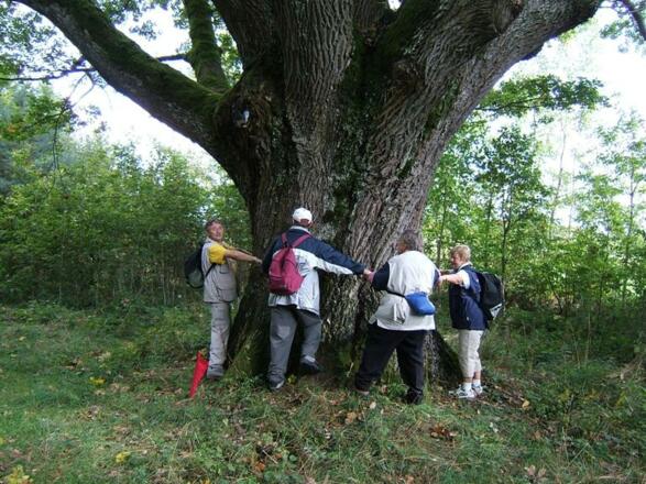 Natur pur genießt man bei der Spalter Hügelland-Tour.