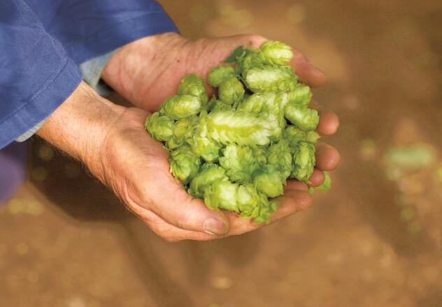 Spalter Hopfen - ein Genuss!