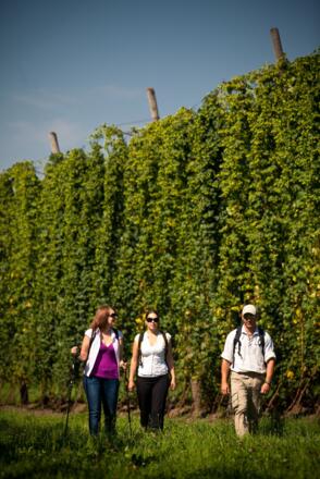 Wanderung durch Hopfengärten im Spalter Hügelland
