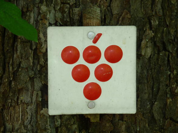 Vom Weikersheimer Karlsberg zur Tauberrettersheimer Königin