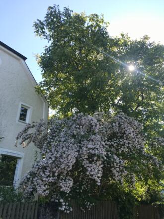 Alte hadernder Villenkolonie