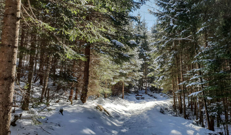 Winterwandern auf demCarl von Linde Weg