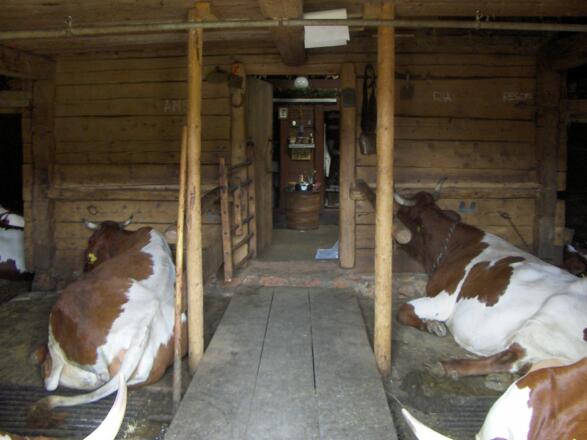 In der Moosenalm gehen wir zum Tresen durch den Stall. 