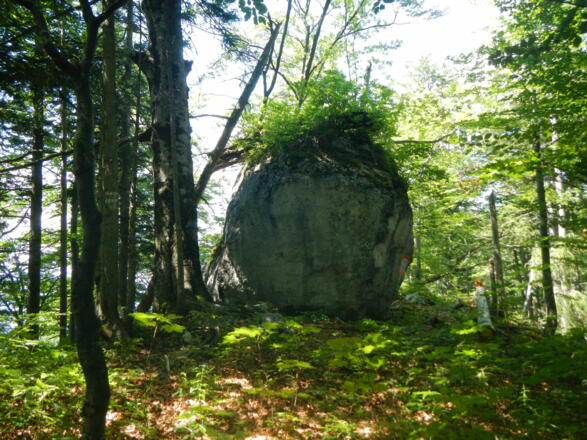 Bewachsener Naturstein im Wald