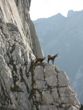 Gemsen an der Mühlsturzhorn-Wand, vom Schafelsteig entlang der Stadelmauer