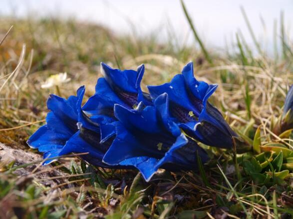 Enziane auf Südseiten