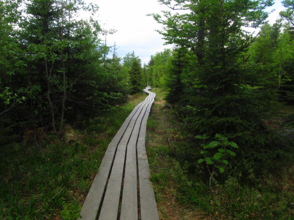 Weg zum Teufelsloch (Goldsteig)