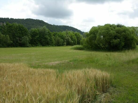 Naturlandschaft in Riedenburg-Deising