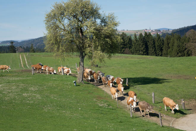 unsere Kühe auf dem Heimweg...