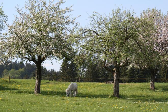 Obstbaumwiese