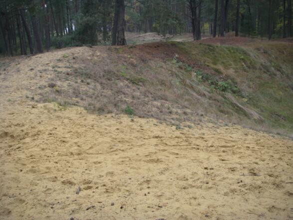 Sanddüne im Seeholz