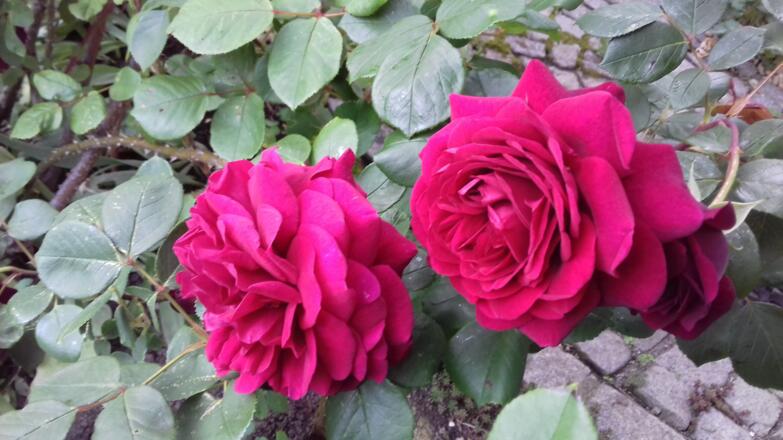 Herzlich willkommen!