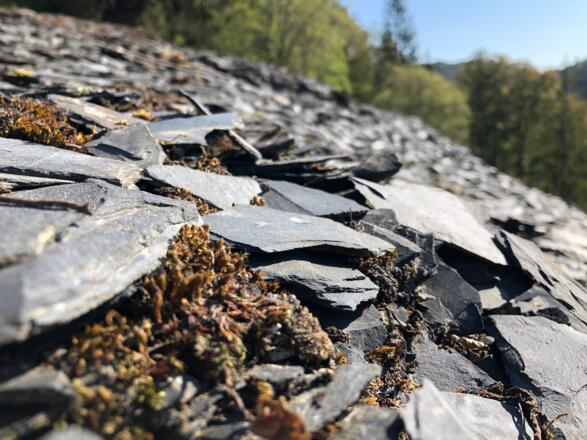 Schieferstücke auf der Oberen Schieferhalde