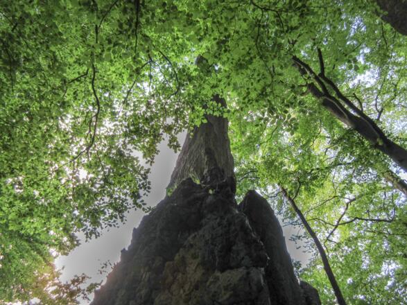 der schlanke Zahn im dichten Buchenwald