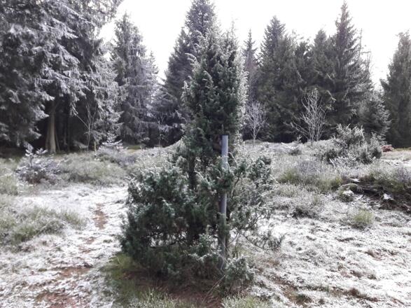 Hochberg überzuckert