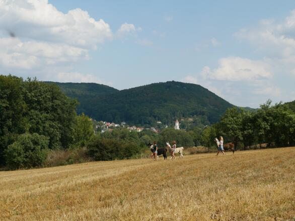 Lama-Trekking Reckenberg