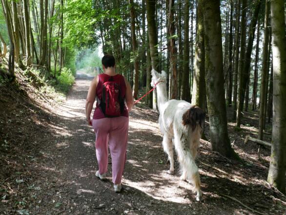 Lama-Trekking Reckenberg
