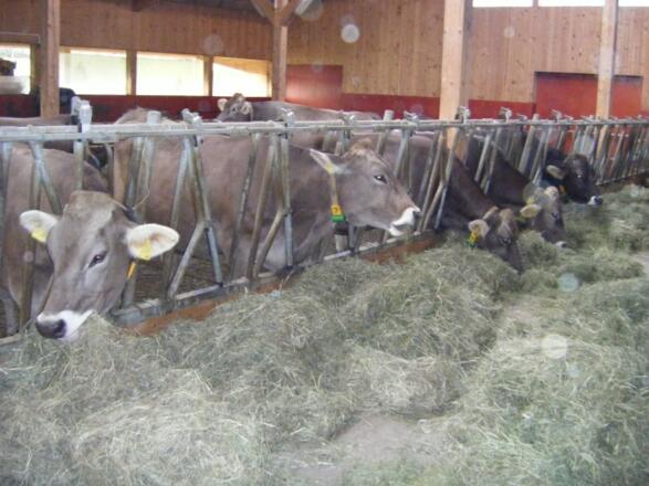 2009_1122ferienhofachhomepage0013