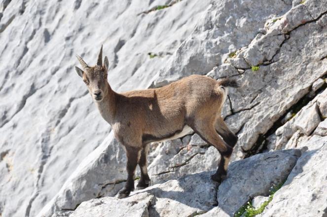 Weider heimisch im Nationalpark Berchtesgaden - Steinböcke beim Aufstieg auf das Hocheck