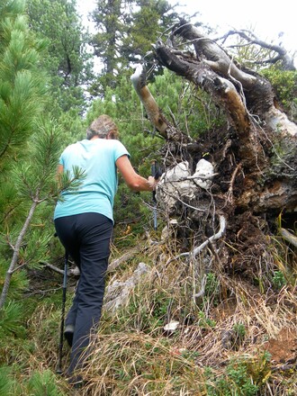 Trittspuren im Latschendickicht
