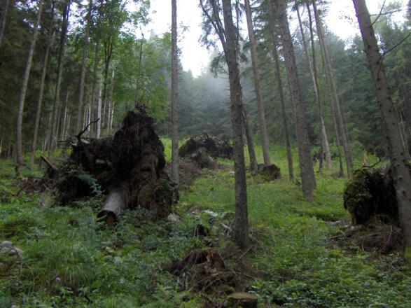 Passagen mit Urwaldcharakter erleben wir auf dem Weg zum Watzmannhaus. 
