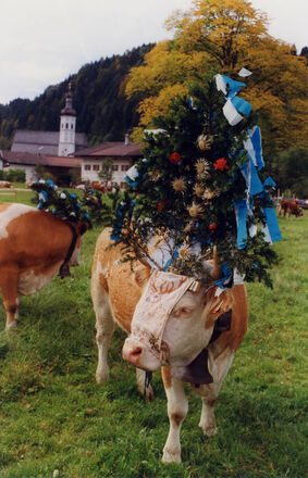 Groß, bunt und ausgefallen ist der handgemachte Schmuck beim Almabtrieb.