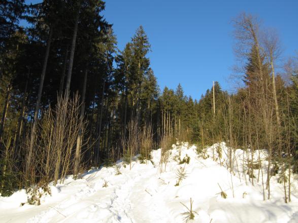 durch den Wald zum oberen Rückeweg