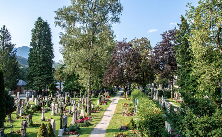 Zahlreiche alte Bäume prägen den Friedhof
