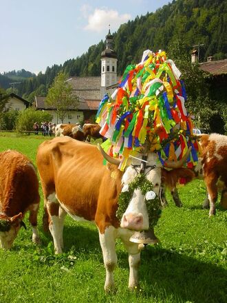 Rind mit ausgefallenem Kopfschmuck.