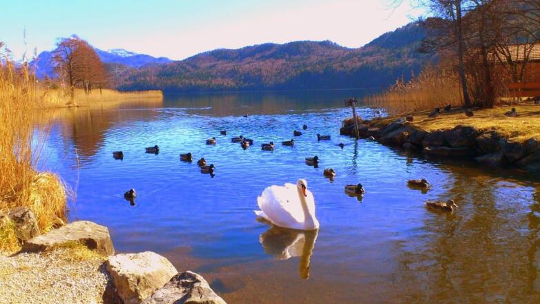 Weissensee-Schwan